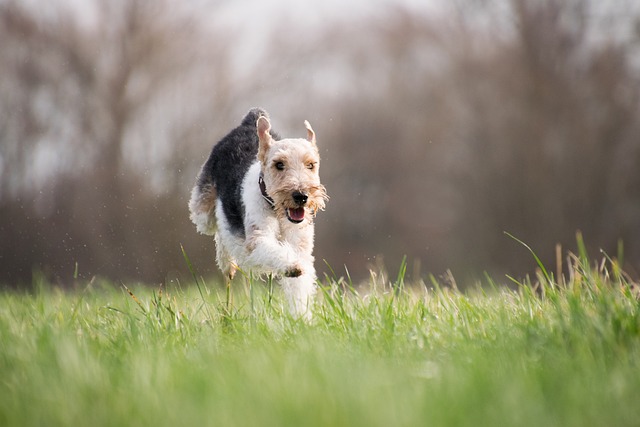 Spring Allergies in Dogs
